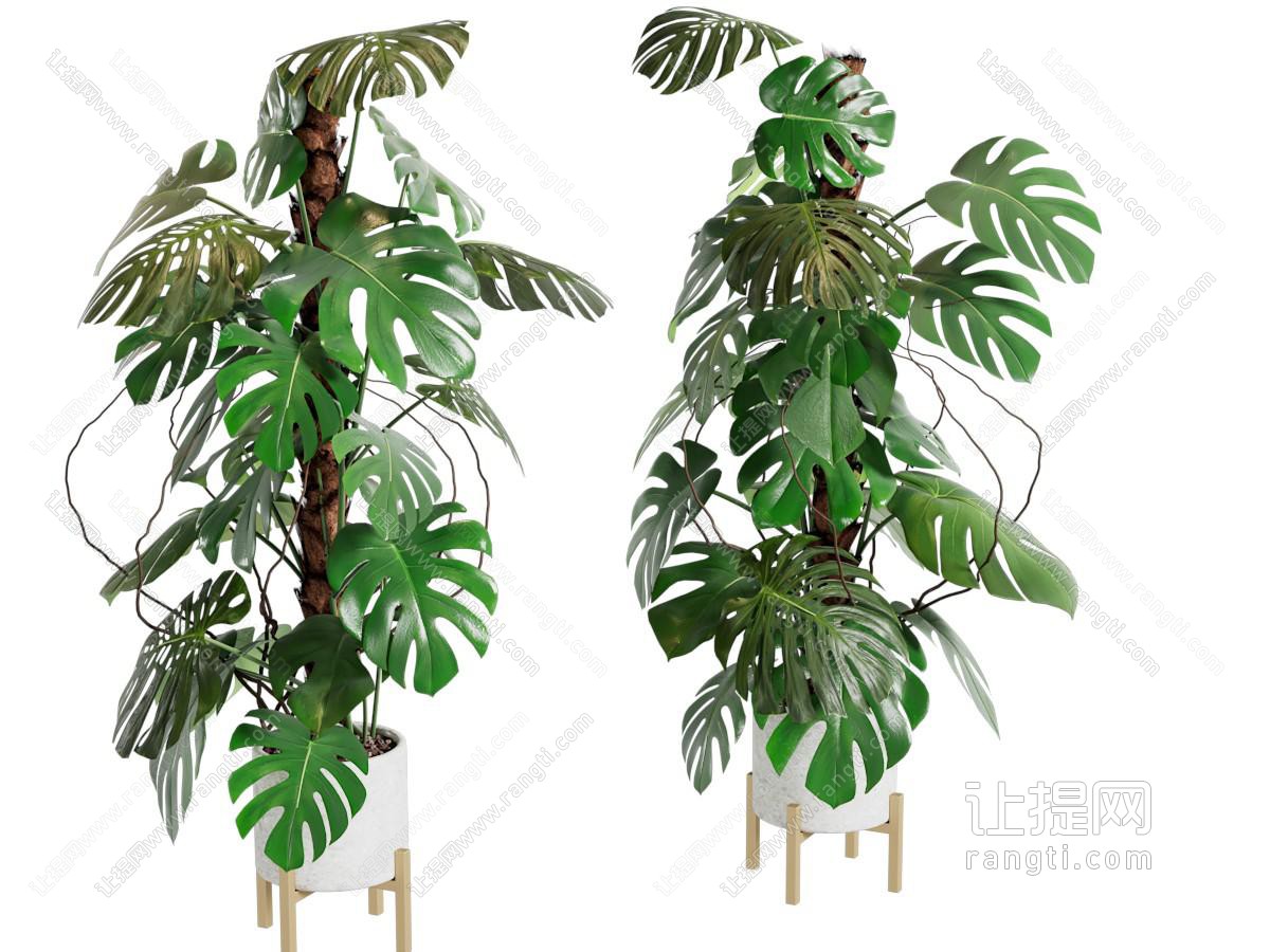 现代花盆龟背竹盆景盆栽植物