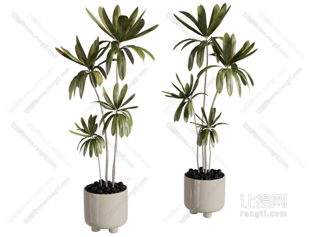 现代花盆盆景盆栽植物