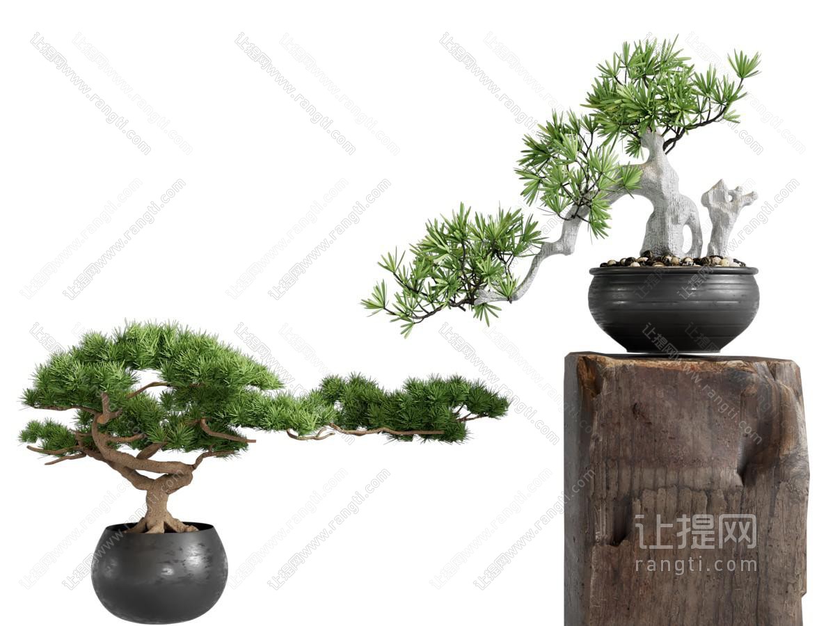 新中式花盆松树盆景盆栽植物