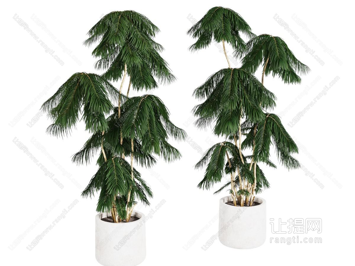 现代花盆盆景盆栽植物
