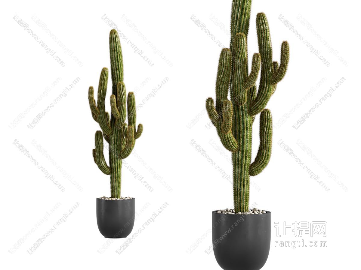 现代花盆盆景盆栽植物