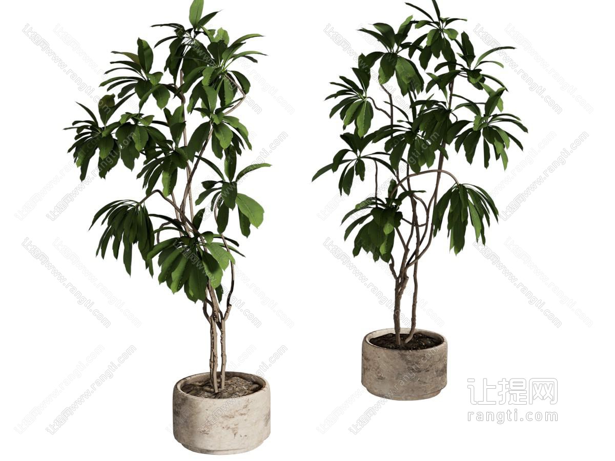 现代花盆盆景盆栽植物