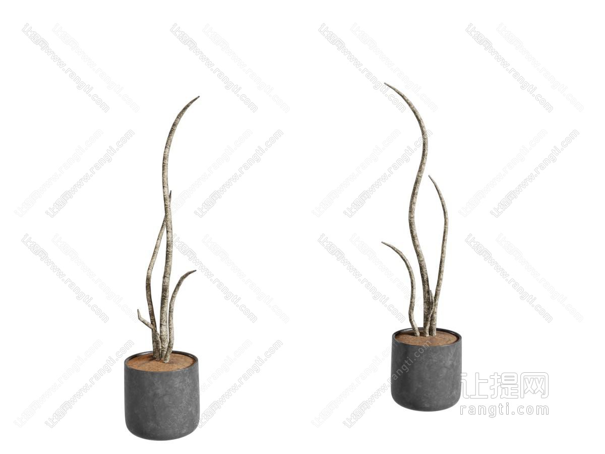 现代花盆盆景盆栽植物