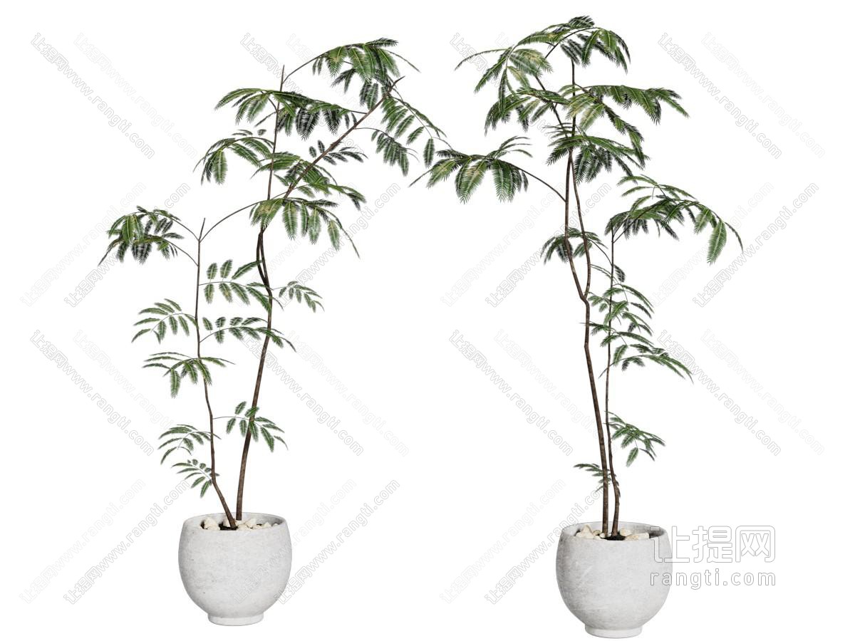 现代花盆盆景盆栽植物