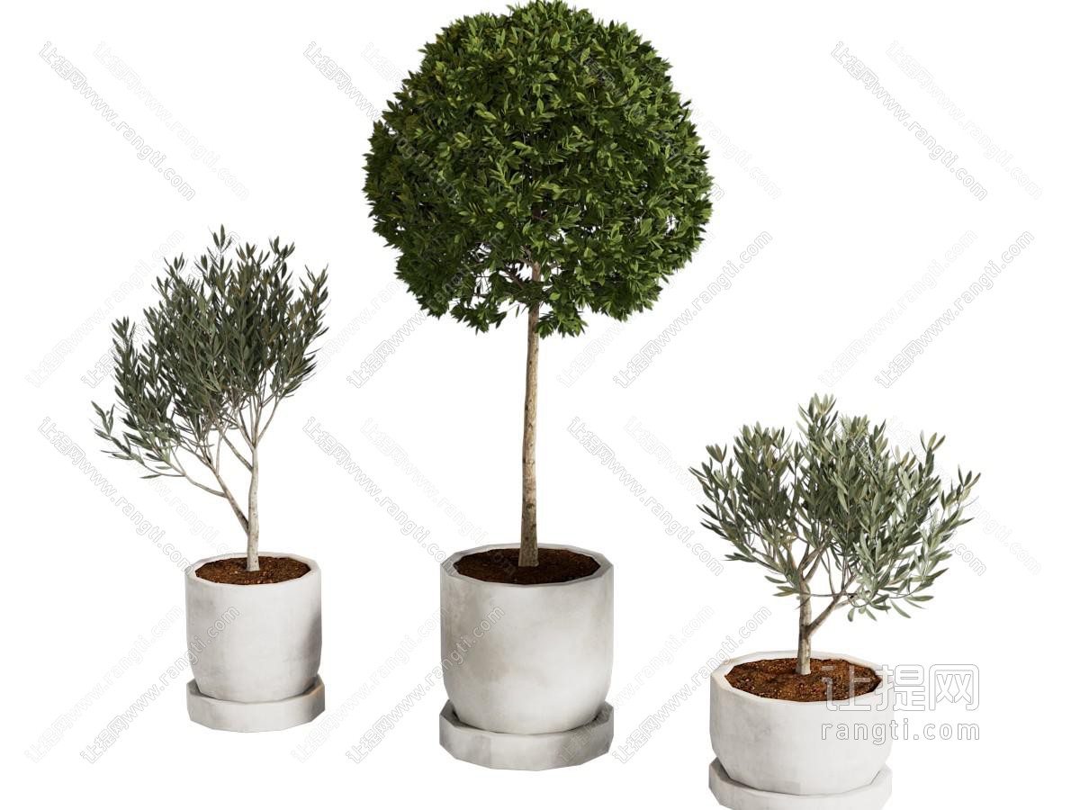 现代花盆盆景盆栽植物