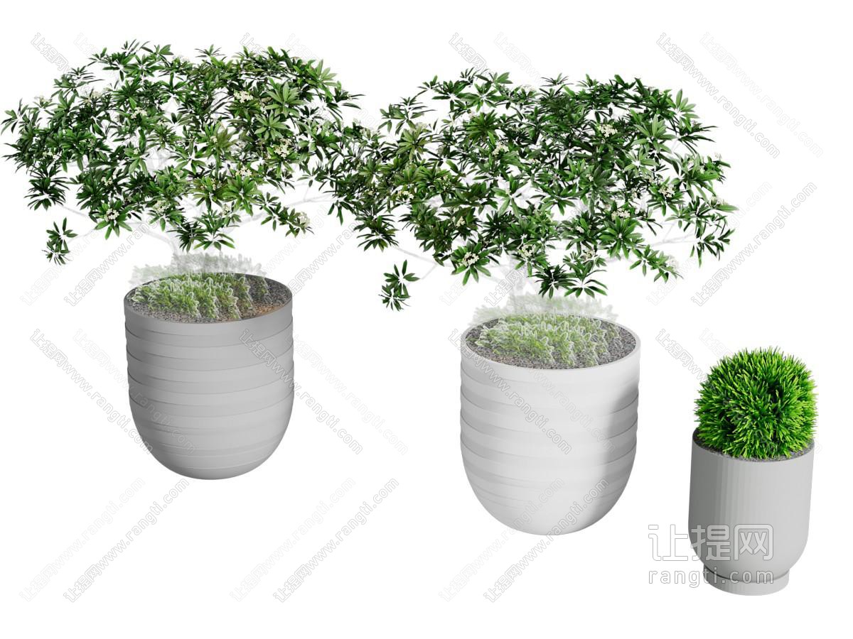 现代花盆盆景盆栽植物