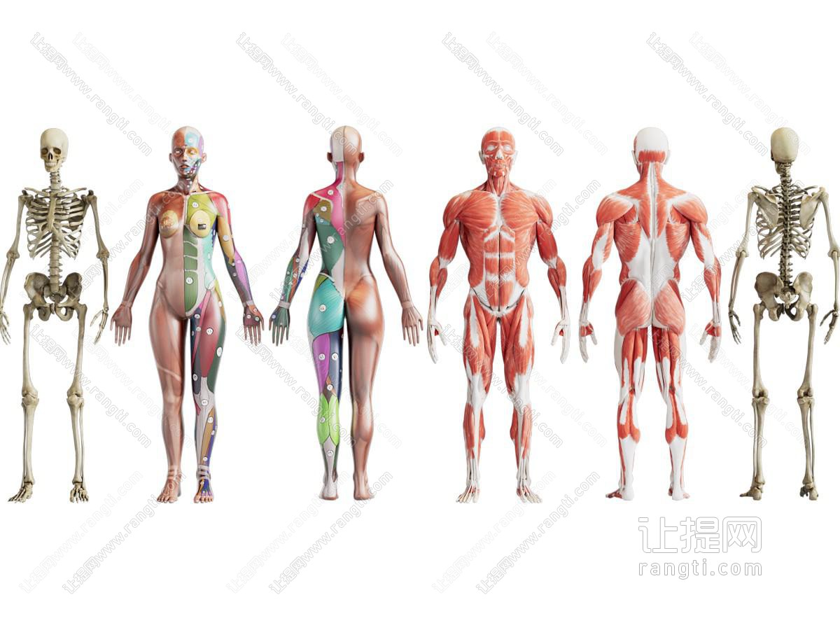 现代医用人体肌肉组织 骨骼标本