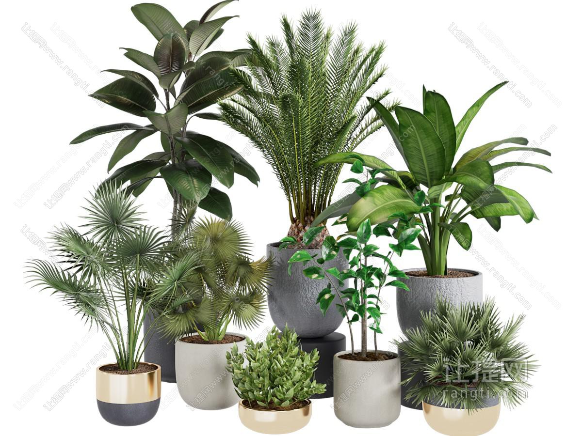 现代花盆盆景盆栽植物