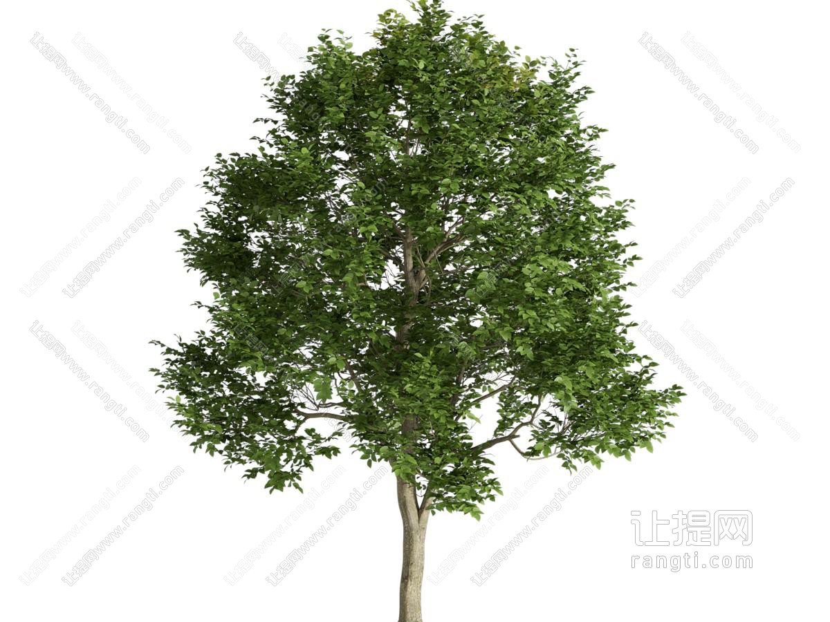 现代景观树木