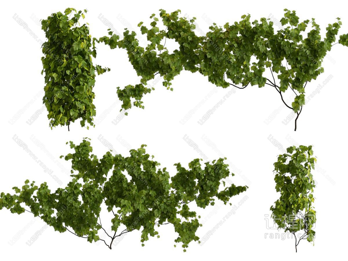 现代藤蔓植物 葡萄树