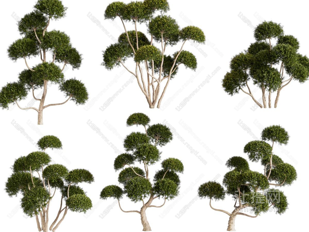 现代灌木植物