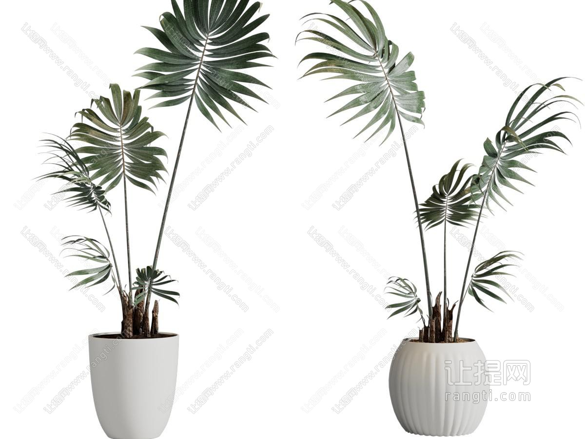现代花盆盆景盆栽植物