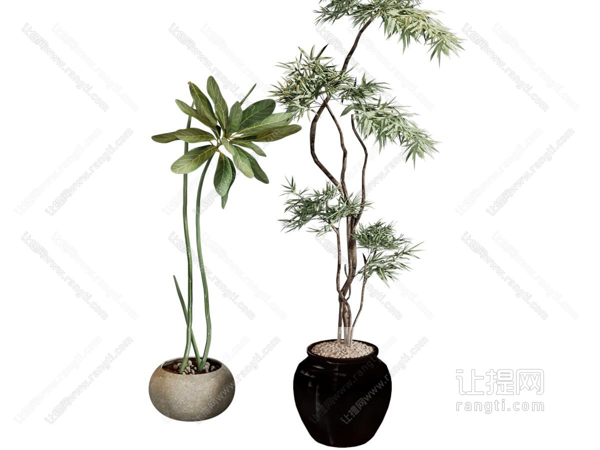 现代花盆盆景盆栽植物