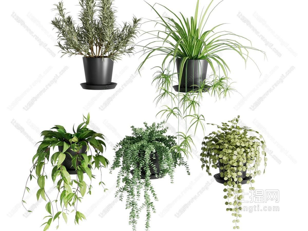 现代吊篮绿植 盆景盆栽植物