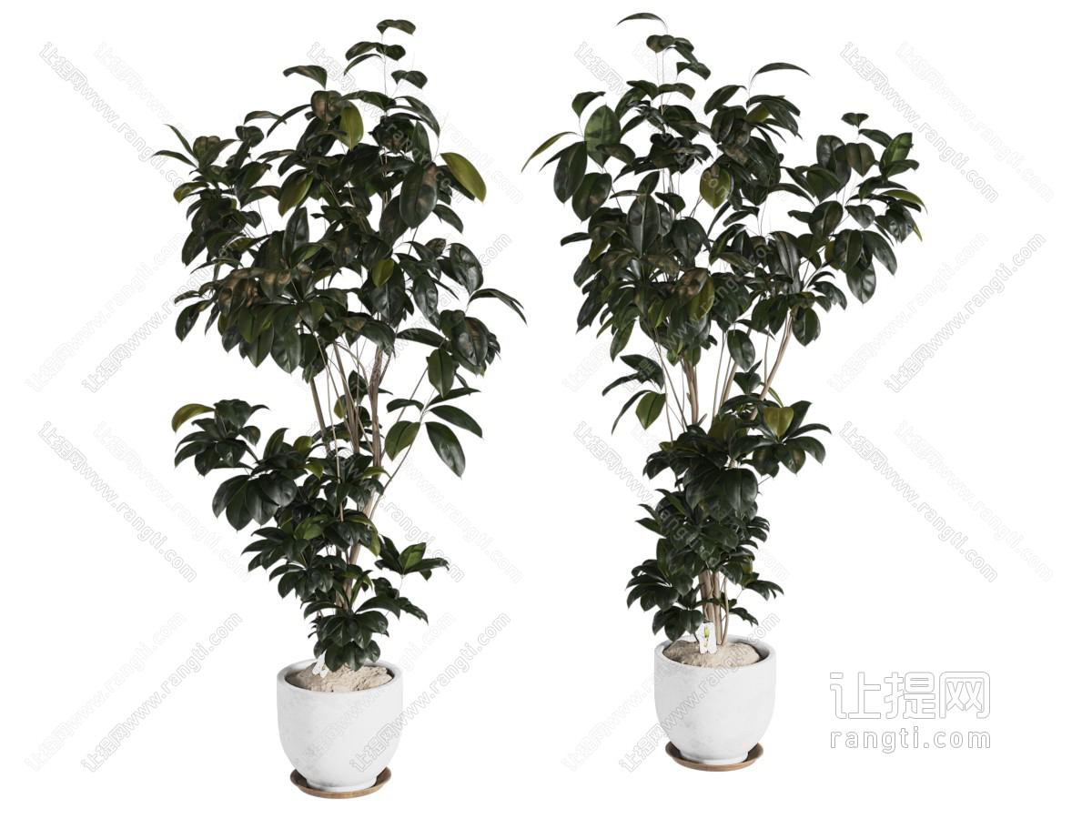 现代花盆盆景盆栽植物