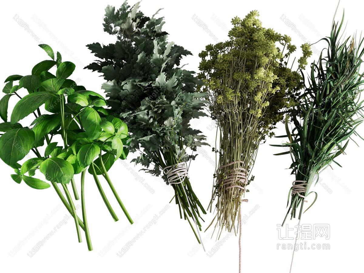 现代艾叶 艾草 花草植物
