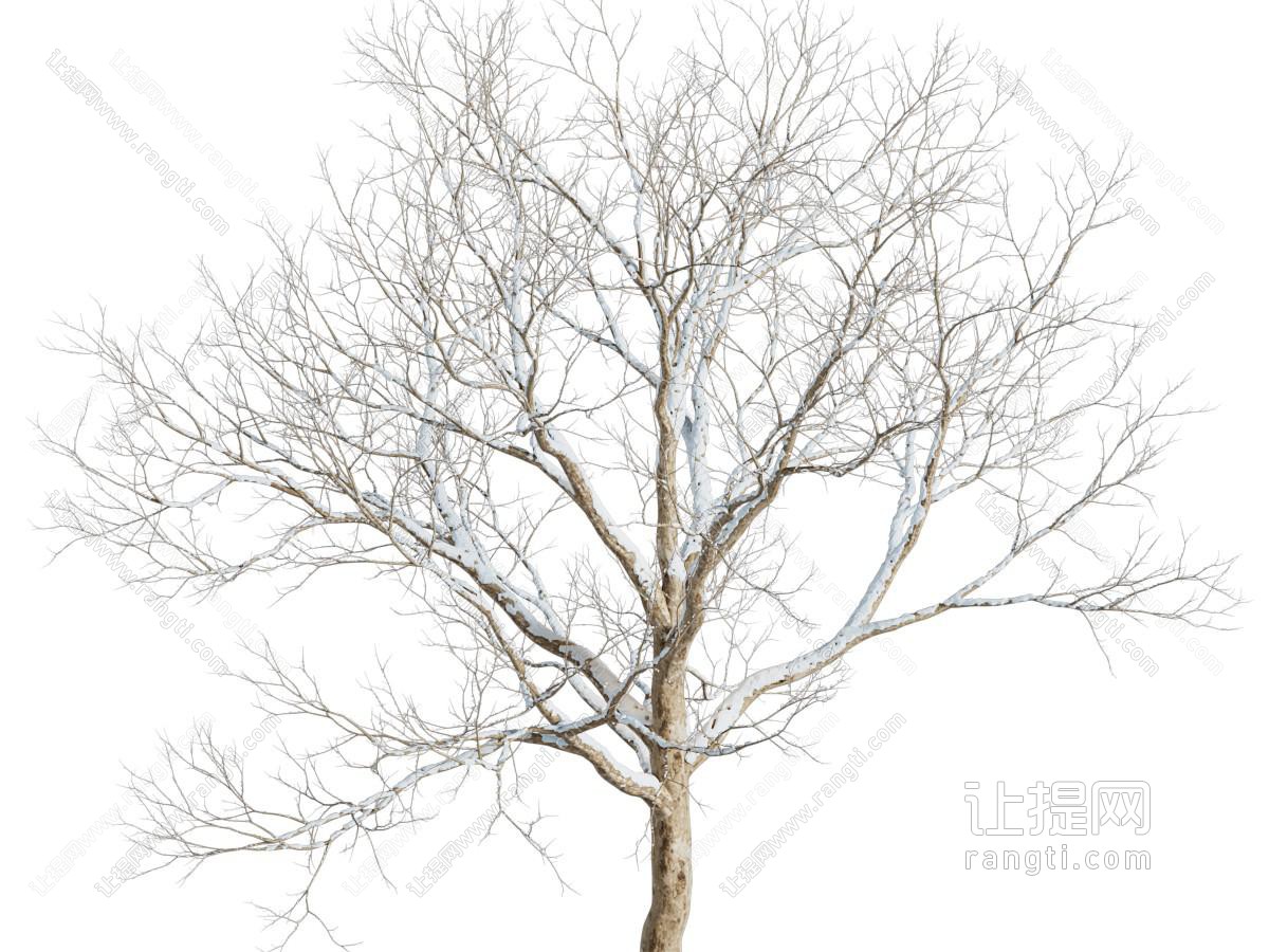 现代盖满雪的大树 没有树叶的雪树