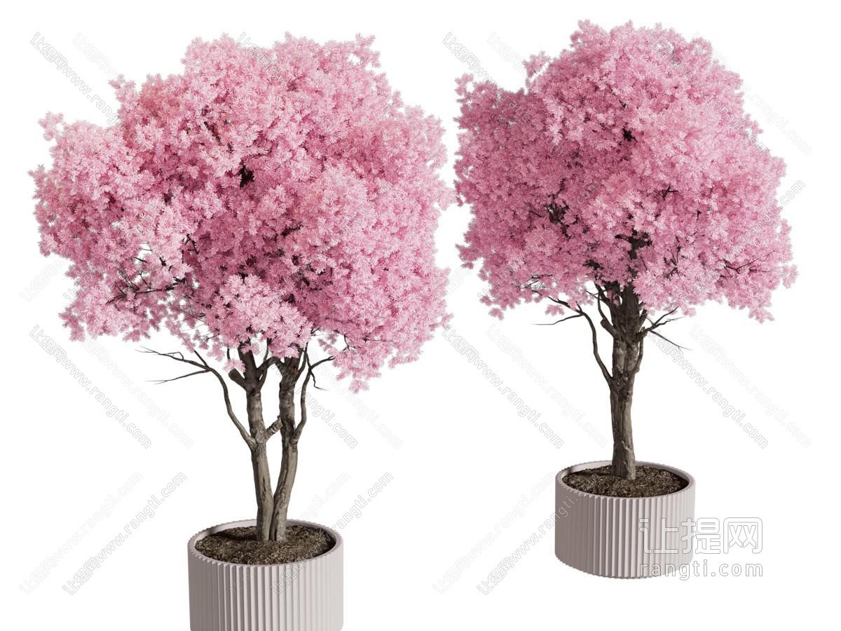 现代花盆盆景盆栽植物