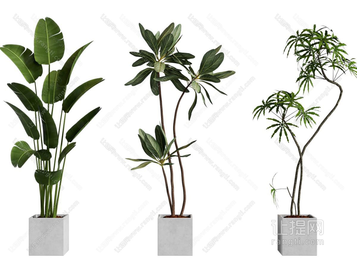 现代花盆盆景盆栽植物