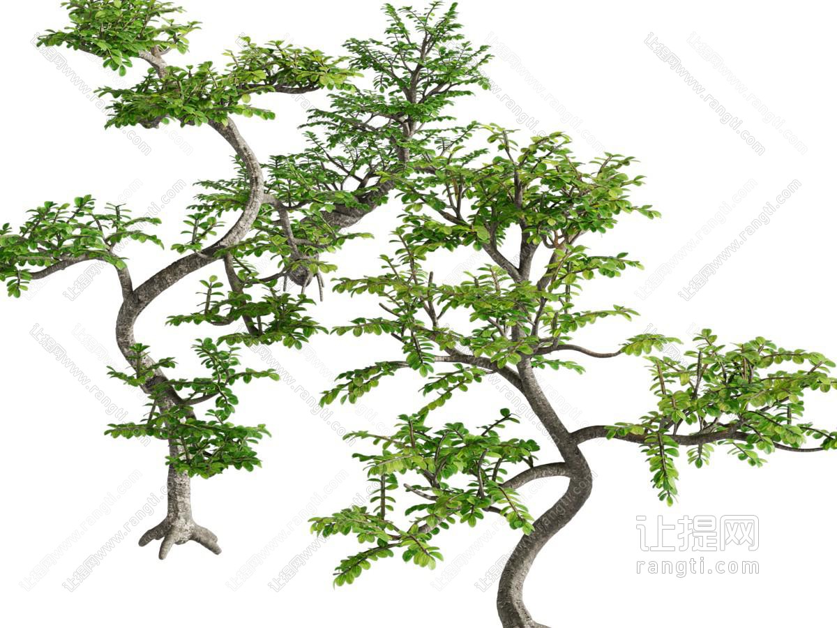 现代景观树木 灌木植物丛