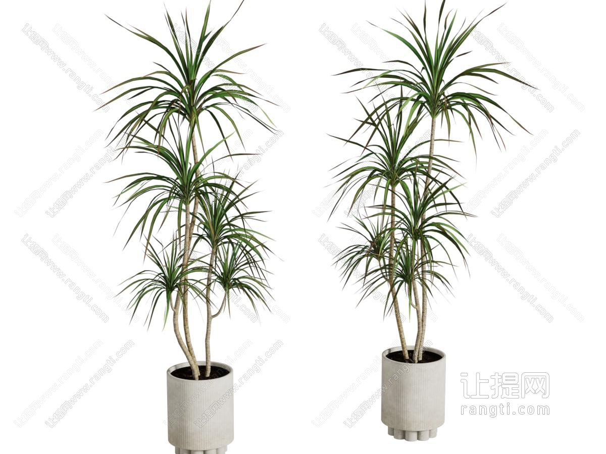 现代花盆盆景盆栽植物