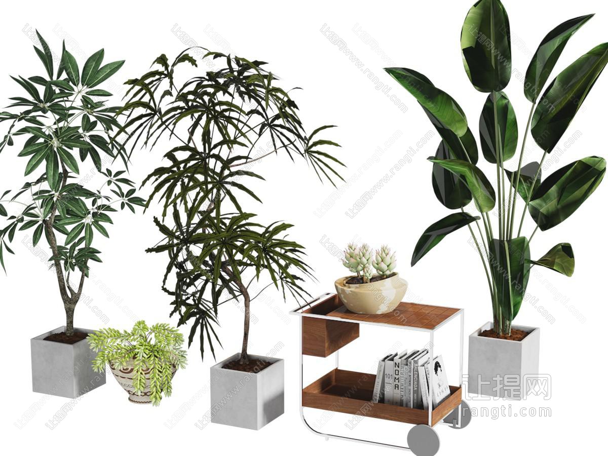 现代花盆盆景盆栽植物