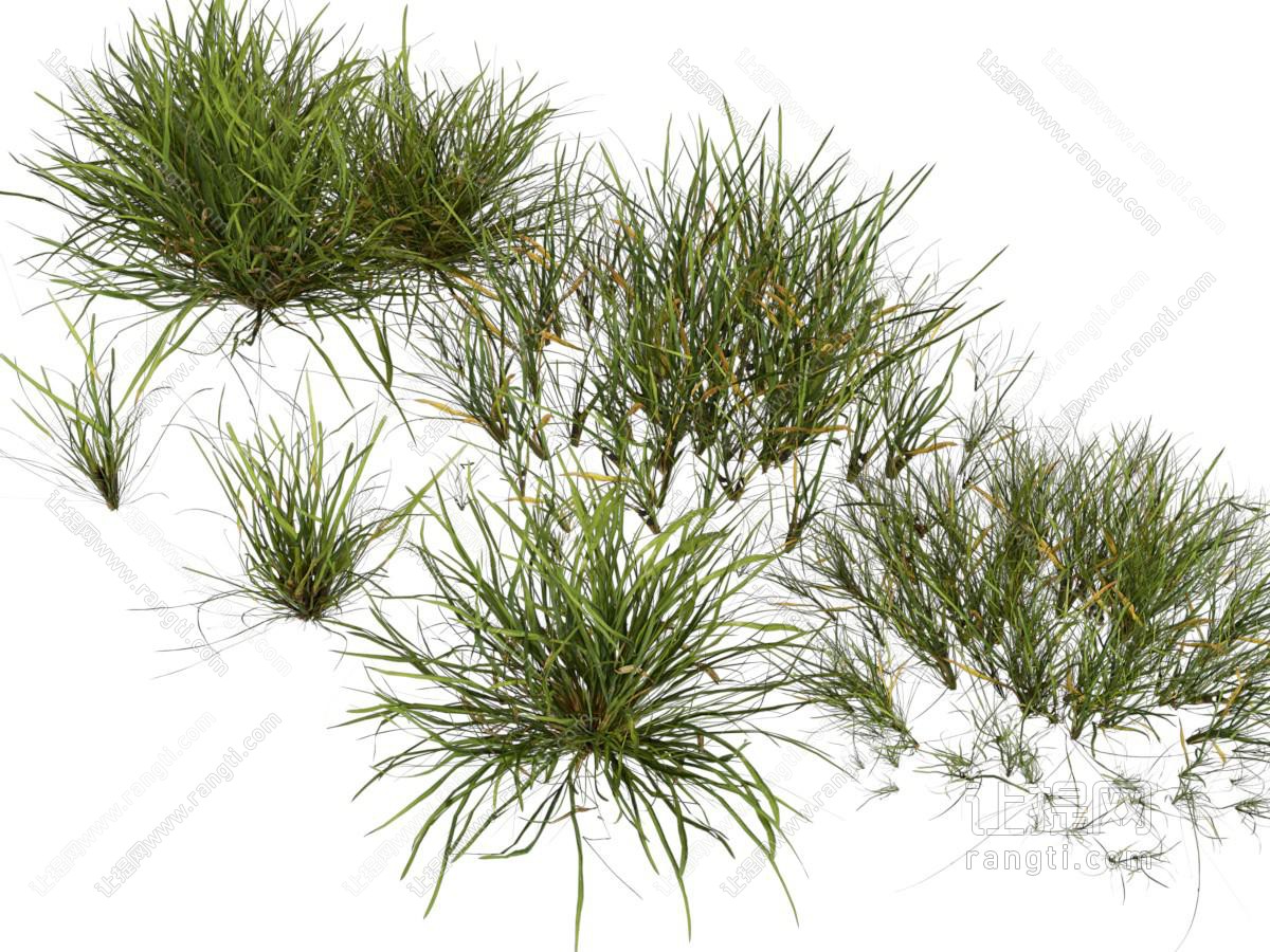 现代花草植物