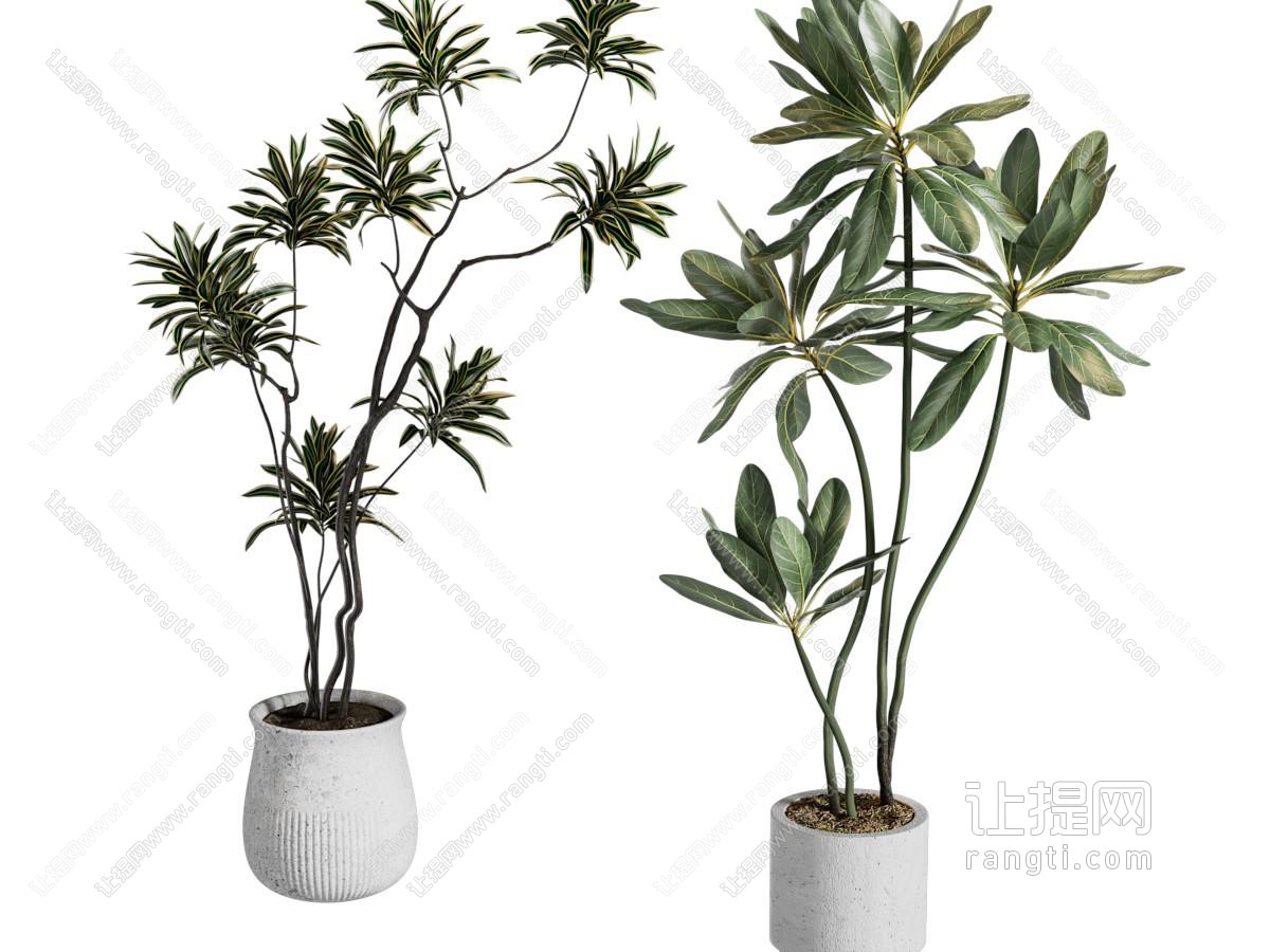 现代花盆盆景盆栽植物