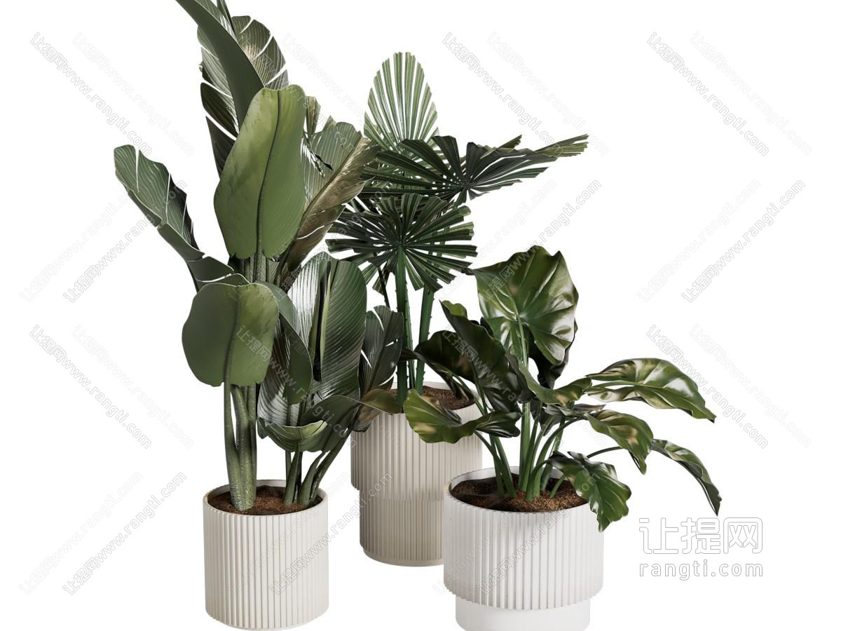 现代花盆盆景盆栽植物