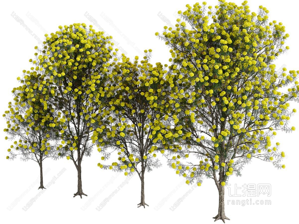 现代景观树木