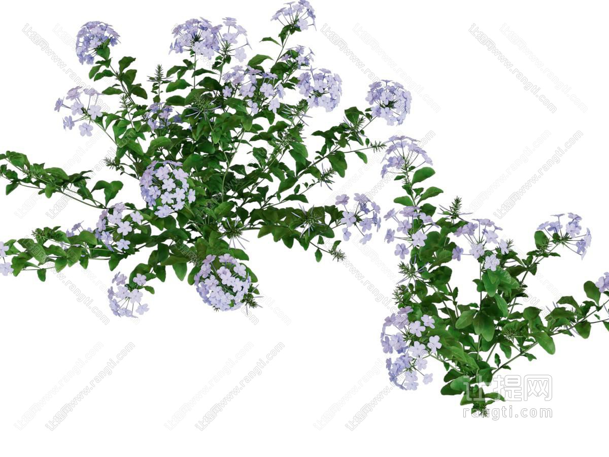 现代花卉花草植物