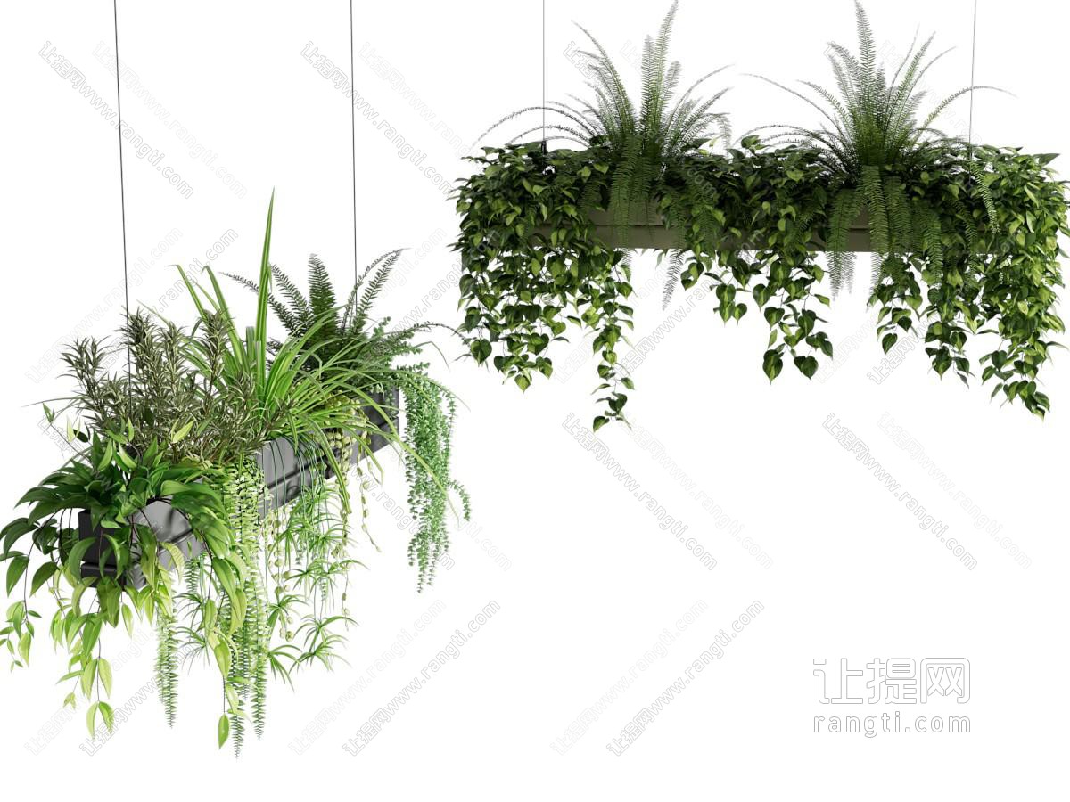 现代藤蔓植物吊篮绿植