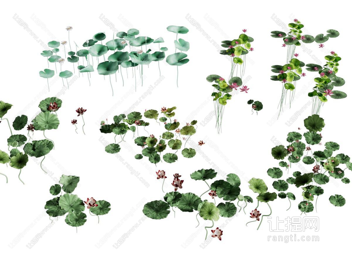 现代荷花 水生花草植物