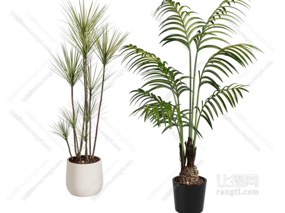 现代花盆盆景盆栽植物