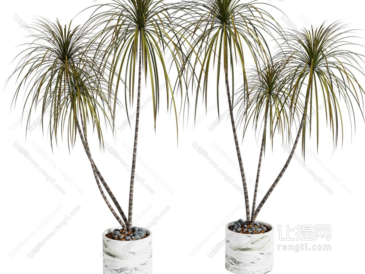 现代花盆盆景盆栽植物