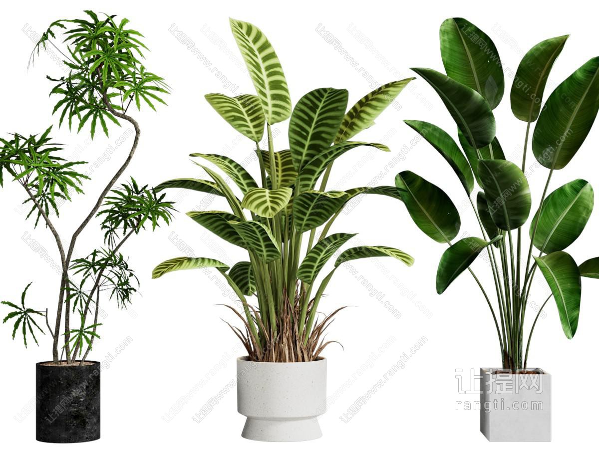 现代花盆盆景盆栽植物