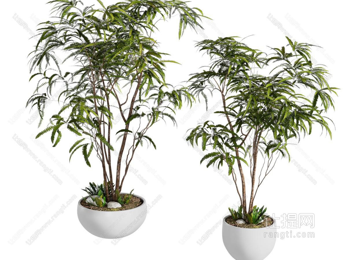 现代花盆盆景盆栽植物