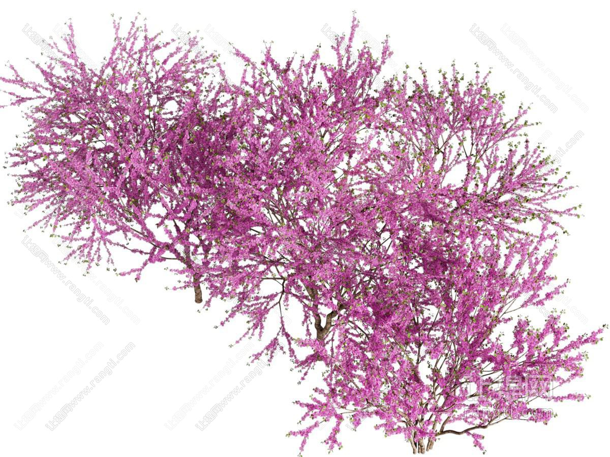 现代开满花朵的树