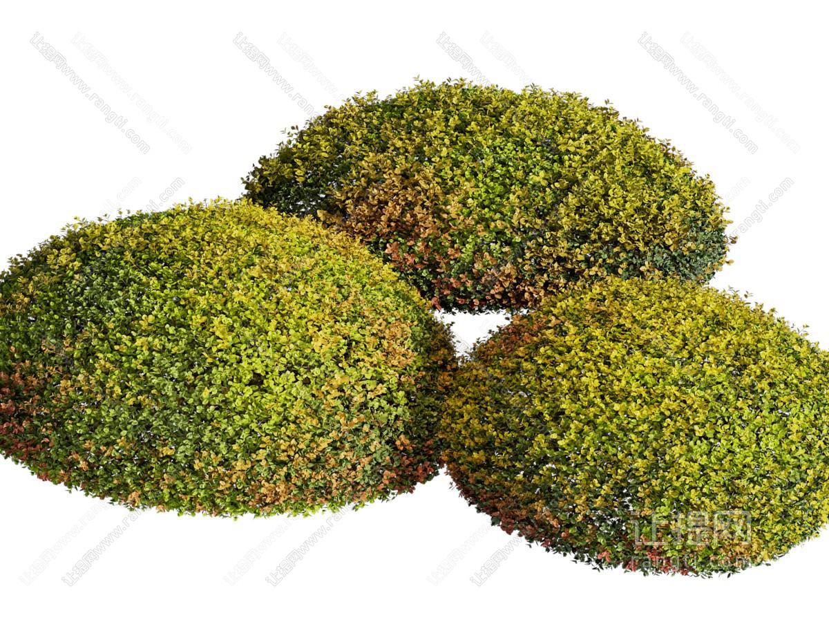 现代景观灌木 植物