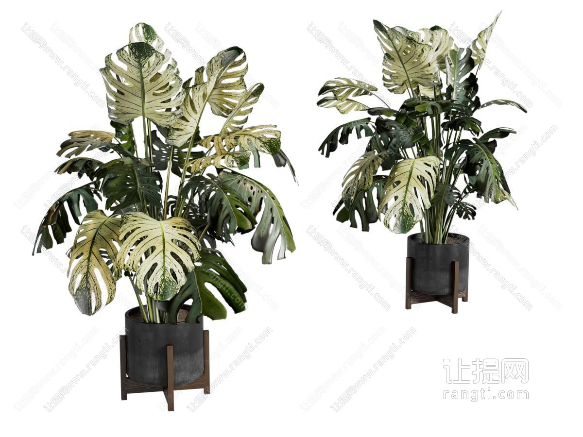 现代花盆盆景盆栽植物