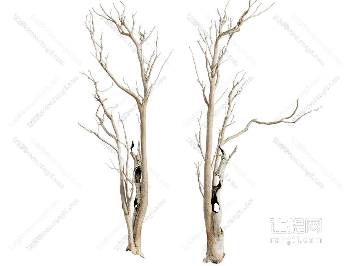 现代枯干的树干 树枝 树木