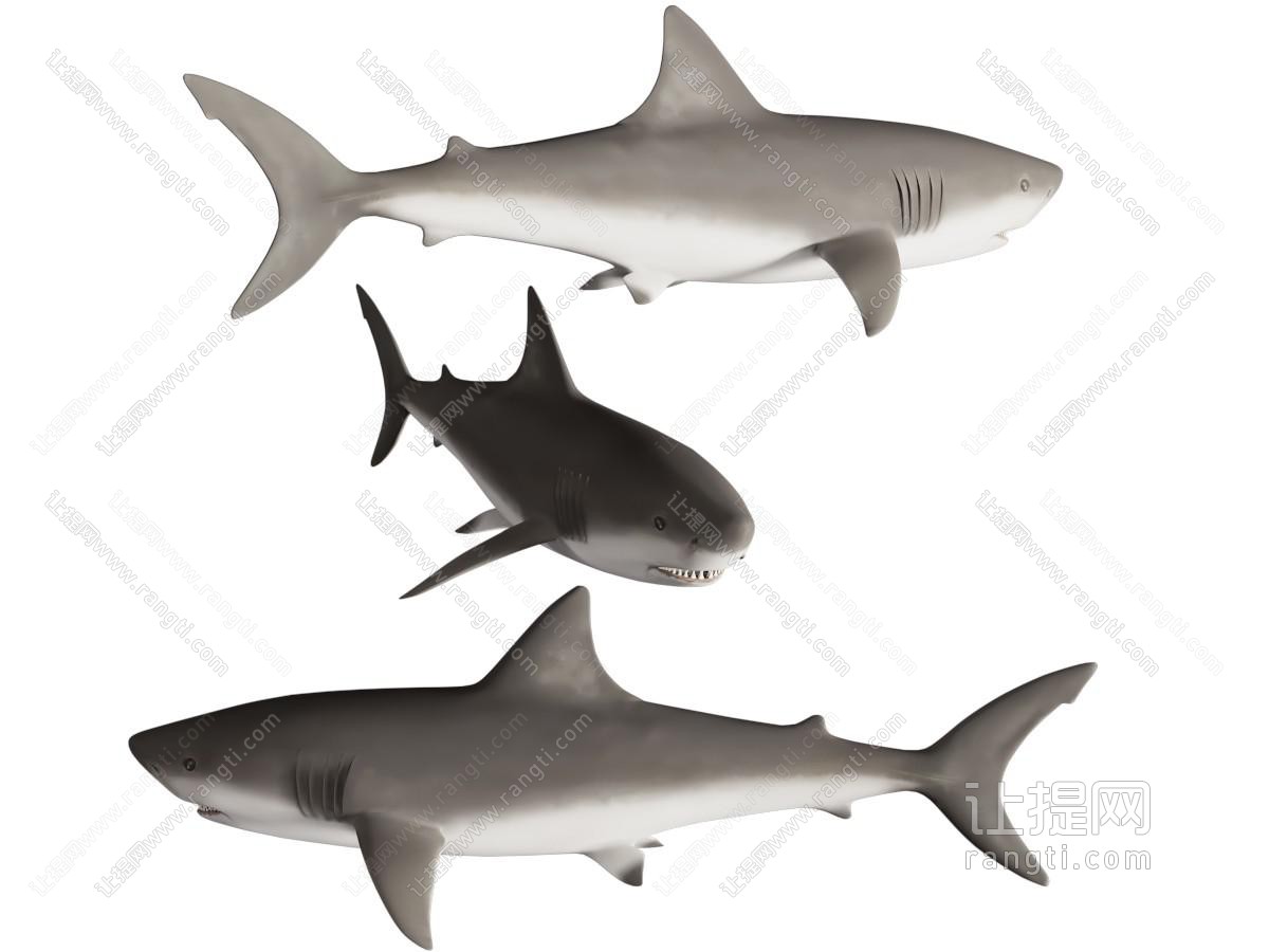 现代鲨鱼 海洋生物 水生生物