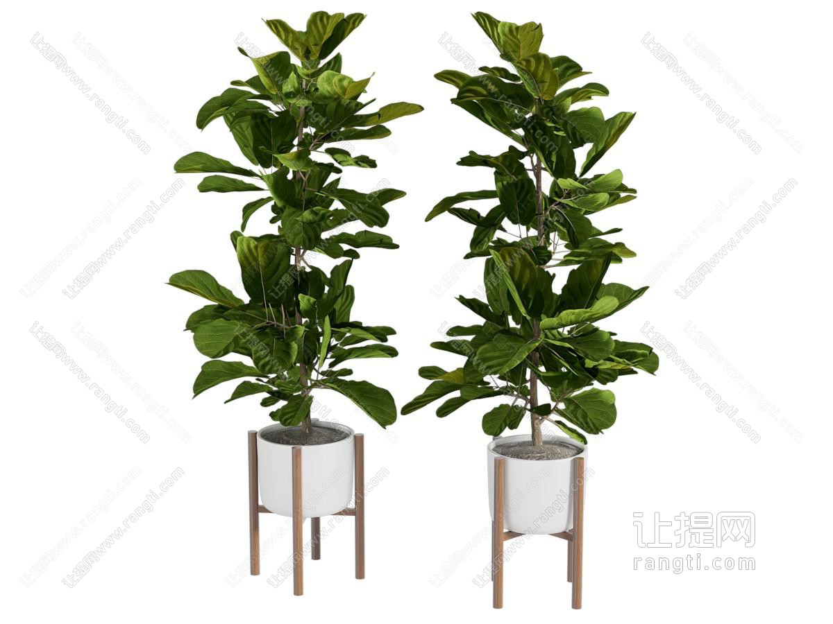 现代花盆盆景盆栽植物