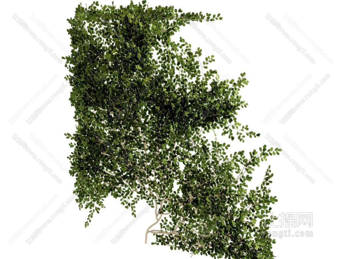 现代藤蔓植物墙