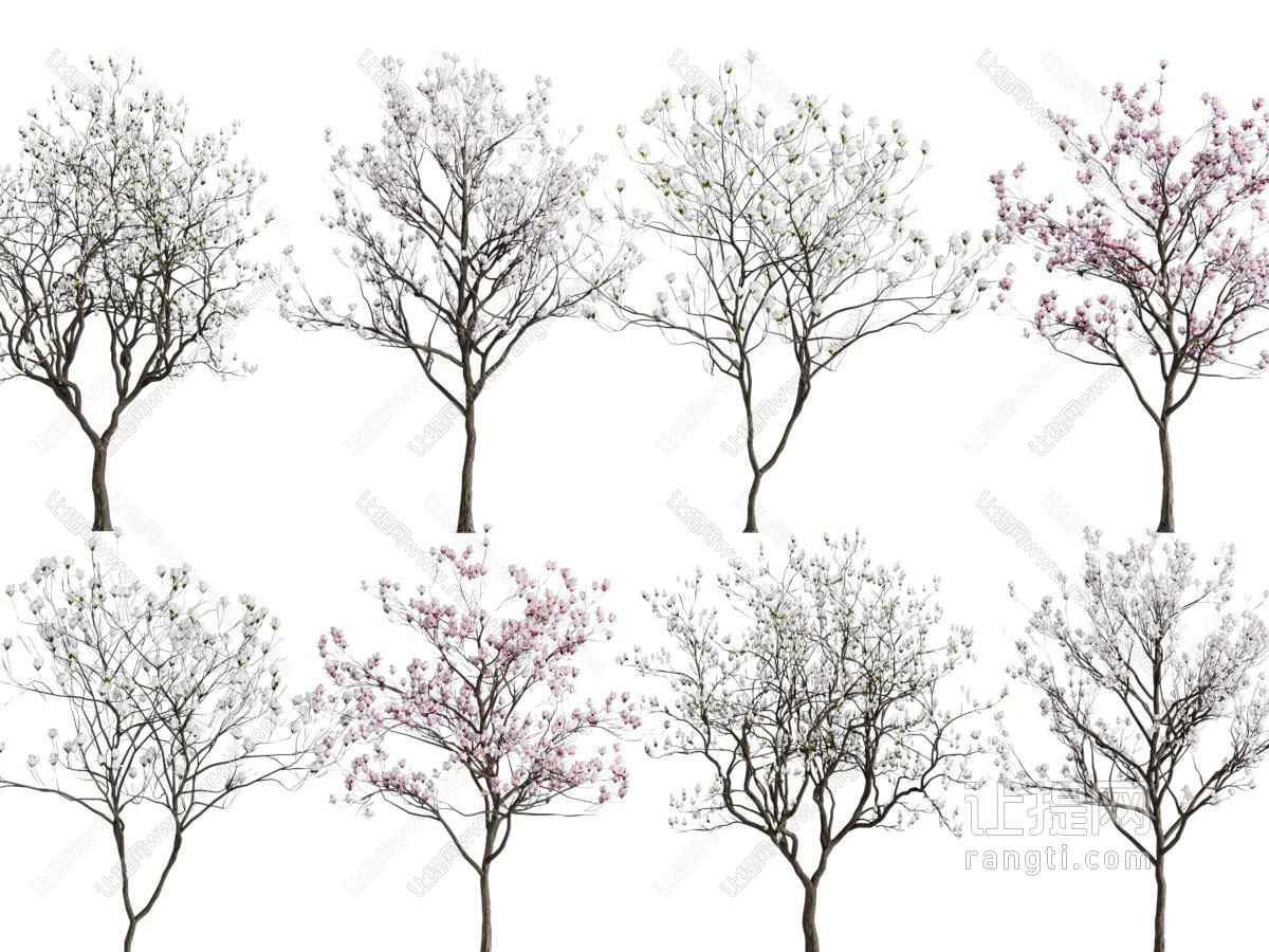 现代开满花朵的树木 景观树木