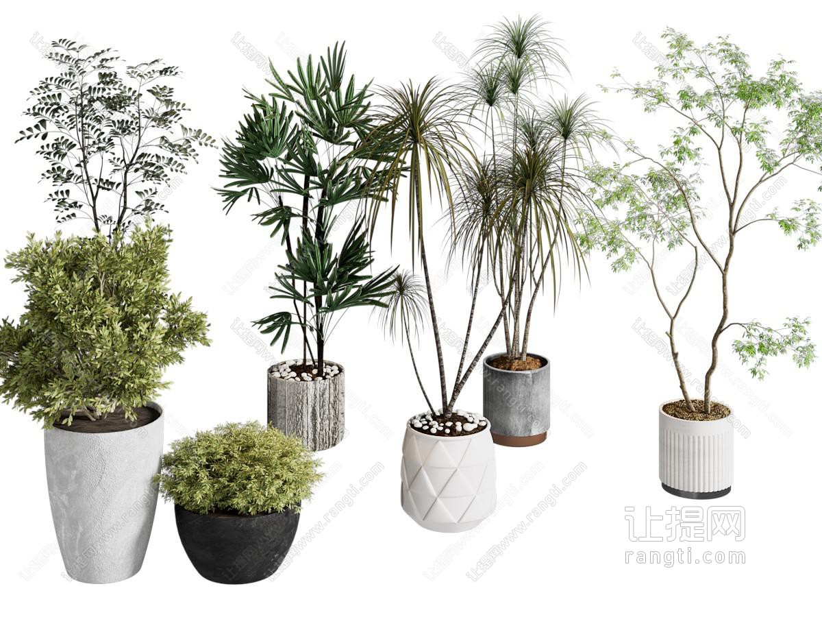 现代花盆盆景盆栽植物