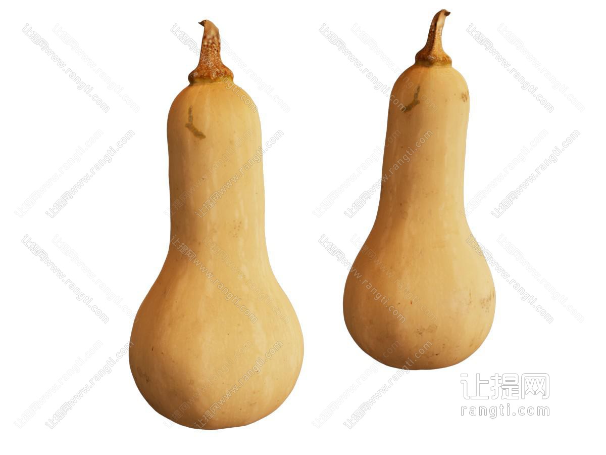 现代南瓜 蔬菜