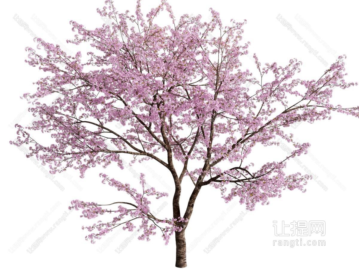 现代粉色花朵的树木