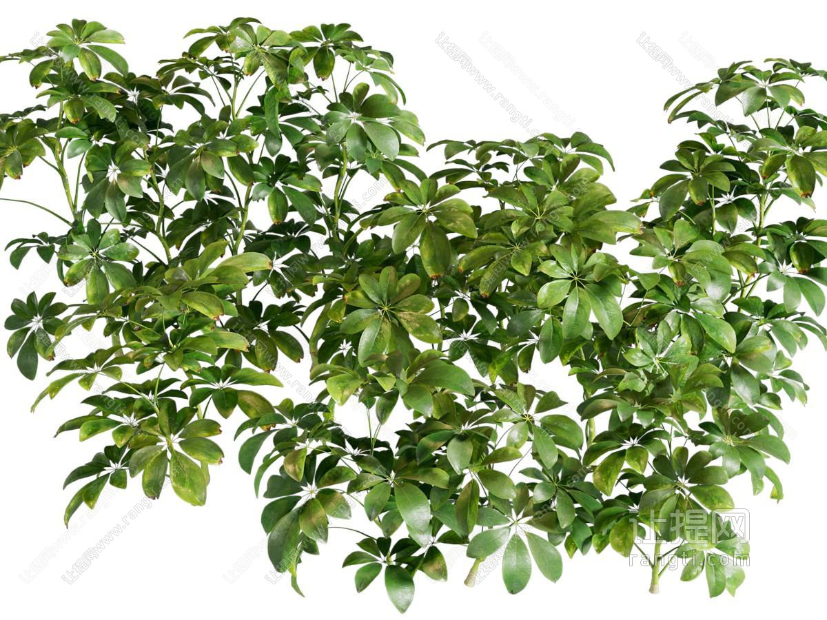 现代灌木植物