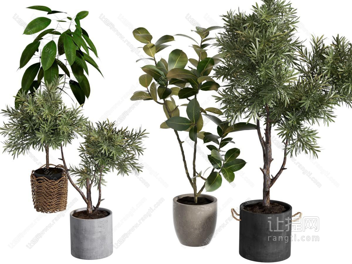 现代花盆盆景盆栽植物